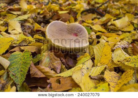 Xerocomellus Chrysenteron, Formerly Known As Boletus Chrysenteron Or Xerocomus Chrysenteron