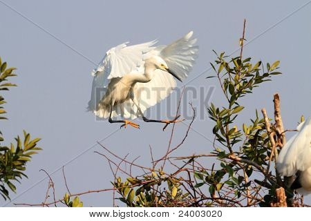 Garça-branca (egretta Thula)