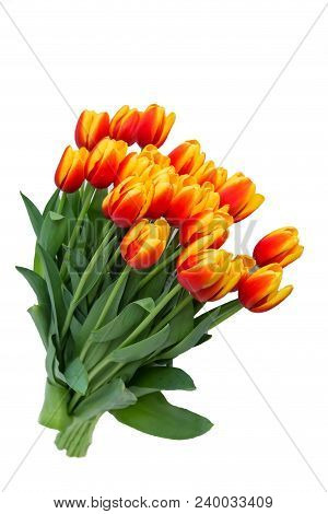 Bouquet Of Red Fresh Spring Tulip Flowers Over White Background