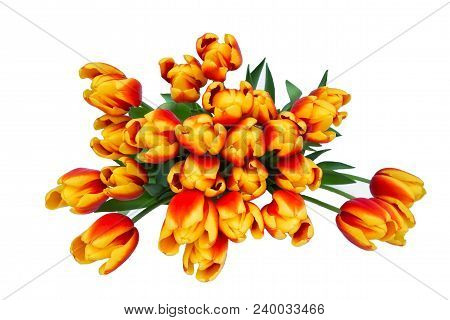 Bouquet Of Red Fresh Spring Tulip Flowers Over White Background