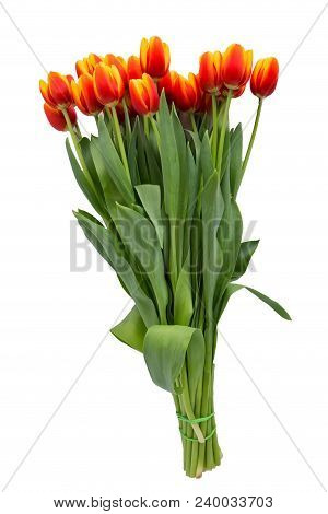 Bouquet Of Red Fresh Spring Tulip Flowers Over White Background