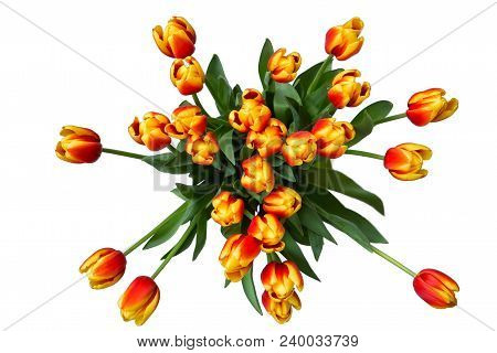 Bouquet Of Red Fresh Spring Tulip Flowers Over White Background