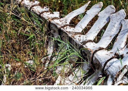 Close Up Remains Of Large Domestic Animal Lying In Field. Famine Concept
