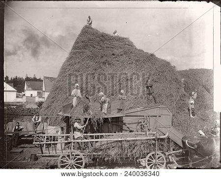 Austria-hungary - 1909: Vintage Photo Shows A Rural Wide Family During Haymaking.