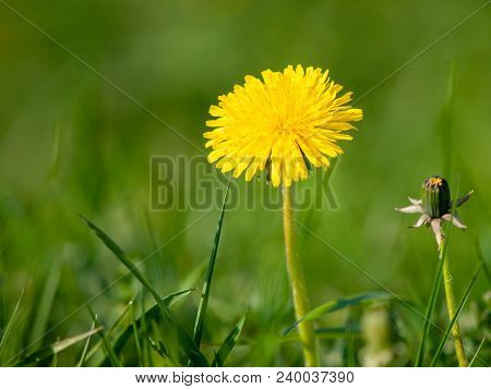 Single Yellow Blooming Dandelion In The Green Spring Meadow. With Green Grass Bokeh Background.