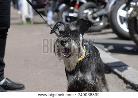 Black Dog On A Leash Barking In The Street During A Walk With His Master