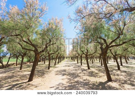 Spiaggia Terme, Apulia, Italy - Camping Site Within A Lot Of Beautiful Trees