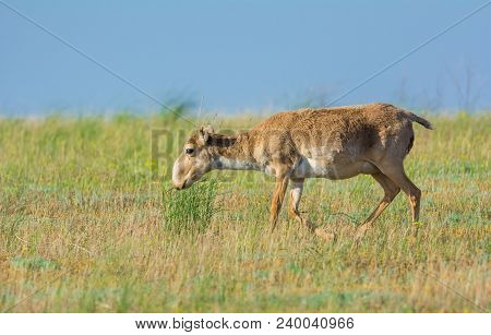 Saiga Tatarica, Chyornye Zemli (black Lands) Nature Reserve,  Kalmykia Region, Russia.