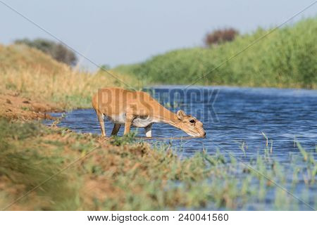 Saiga Tatarica, Chyornye Zemli (black Lands) Nature Reserve