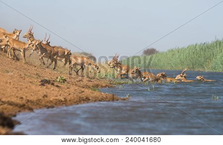 Saiga Tatarica, Chyornye Zemli (black Lands) Nature Reserve