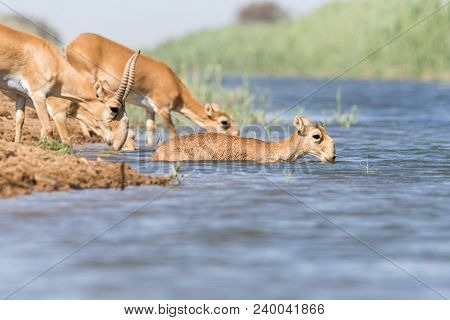 Saiga Tatarica, Chyornye Zemli (black Lands) Nature Reserve