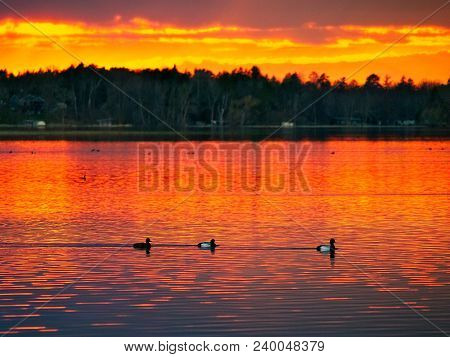 Sunset Over Lake In Bemidji, Minnesota In Spring With Ducks Swimming In Foreground