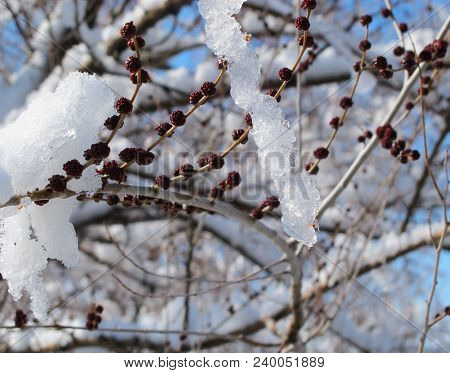 Spiraled Ice Crystals Uniquely Forming In The Warmth Of The Sunlight