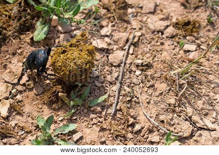 Close Up Single Scarabaeus Sacer Of Sacred Scarab Rolling A Ball Of Dung
