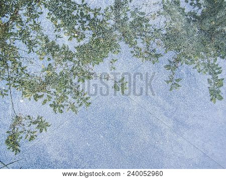 Bubbles In The Water, Reflection Of A Tree. Background, Abstraction.