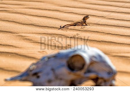 Close Up Spotted Toad-headed Agama Or Phrynocephalus Maculatus On Sand With Skull Of Horse In Foregr