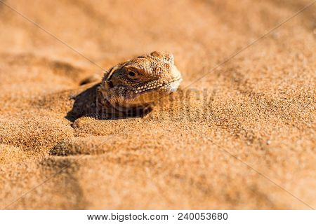 Close Up Head Of Spotted Toad-headed Agama Or Phrynocephalus Maculatus With Its Body Buried In Sand 