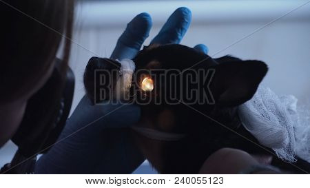 Veterinarian Ophthalmologist Checks The Eyes Of A Dog, Biomicroscopy. Biomicroscopy Of The Eye Is Me