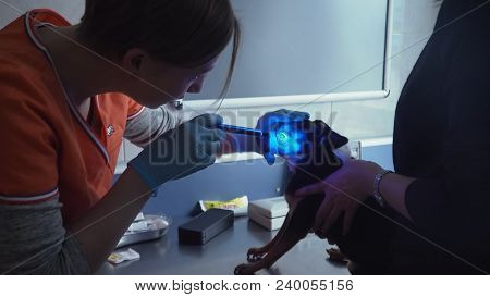 Veterinarian Ophthalmologist Checks The Eyes Of A Dog, Biomicroscopy. Biomicroscopy Of The Eye Is Me