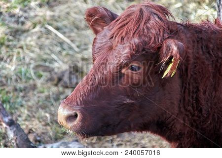 Head Of A Brown Cow In The Profile With Yellow Earmark From The Side. The Animal Just Resistance Che