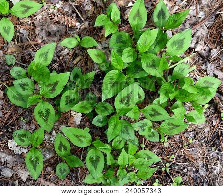 Purple Thumbprints On Emerging Virginia Knotweed Leaves In A Spring Forest.