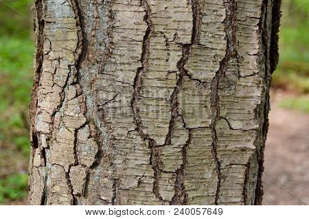 Detail Of The Bark On The Trunk Of A Sweet Birch Tree Showing The Abundant Lenticels.