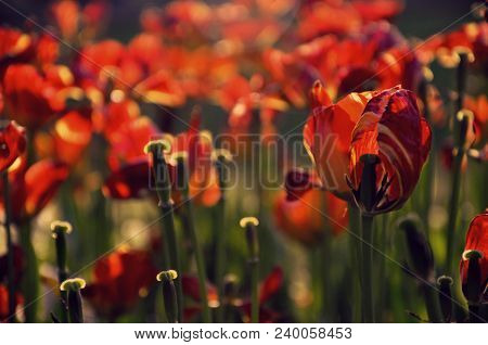 Flower Background, Nice Tulip, Fummer Flower,  Flu Tulip