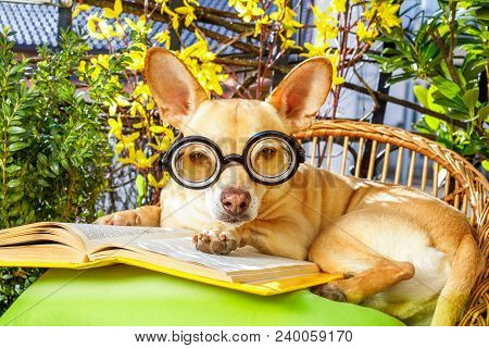 Podenco Dog Reading His Favorite Book,surrounded By Green Plants , Relaxing And Sitting On A Lounger