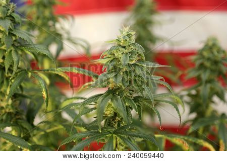 Shallow Depth of Field View of a Marijuana Plant in front of an American Flag. Female Marijuana Flowers. 