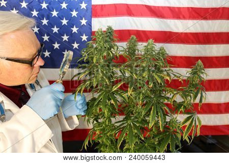 Marijuana Research. Marijuana Research Chemist checks his Female Flowering Marijuana Plant in America. . 