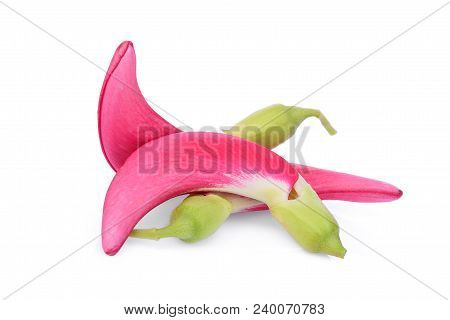 Red Agasta (sesban) Vegetable Isolated O White Background