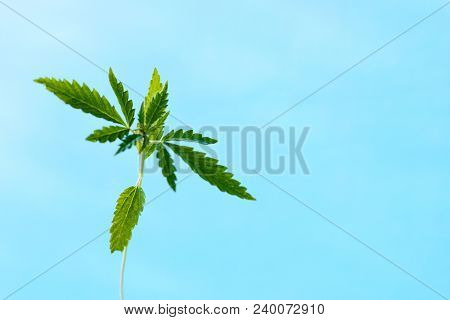 Marijuana, Cannabis Plants On Bright Blue Background With Free Space For Your Text Or Design