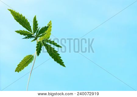 Marijuana, Cannabis Plants On Bright Blue Background With Free Space For Your Text Or Design