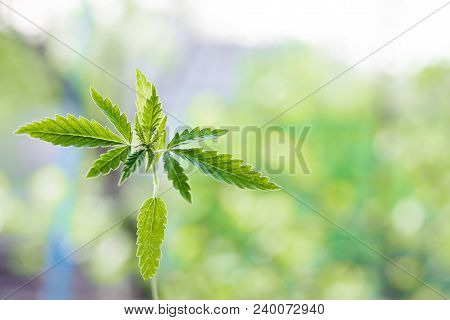 Marijuana, Cannabis Plants On Bright Blue Background With Free Space For Your Text Or Design