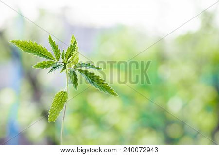 Marijuana, Cannabis Plants On Bright Blue Background With Free Space For Your Text Or Design