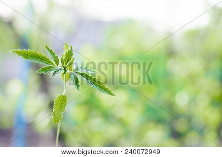 Marijuana, Cannabis Plants On Bright Blue Background With Free Space For Your Text Or Design