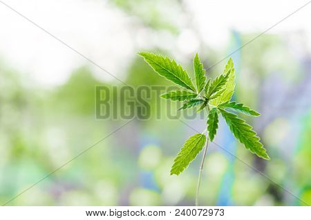 Marijuana, Cannabis Plants On Bright Blue Background With Free Space For Your Text Or Design