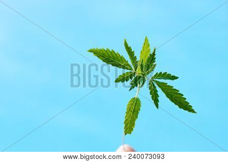 Marijuana, Cannabis Plants On Bright Blue Background With Free Space For Your Text Or Design