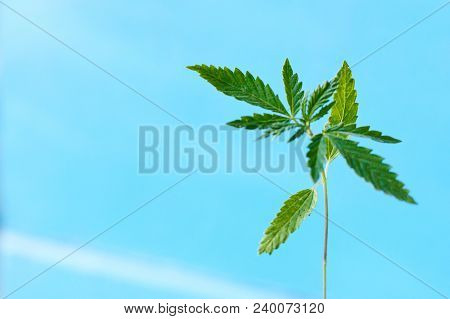 Marijuana, Cannabis Plants On Bright Blue Background With Free Space For Your Text Or Design