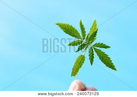 Marijuana, Cannabis Plants On Bright Blue Background With Free Space For Your Text Or Design