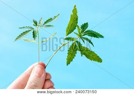 Marijuana, Cannabis Plants On Bright Blue Background With Free Space For Your Text Or Design