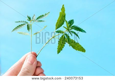 Marijuana, Cannabis Plants On Bright Blue Background With Free Space For Your Text Or Design