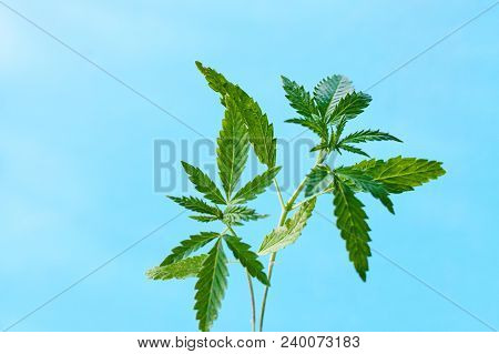 Marijuana, Cannabis Plants On Bright Blue Background With Free Space For Your Text Or Design