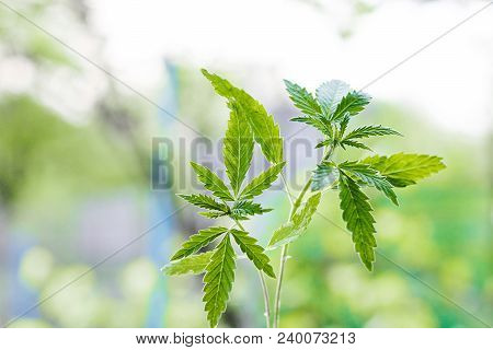 Marijuana, Cannabis Plants On Bright Blue Background With Free Space For Your Text Or Design