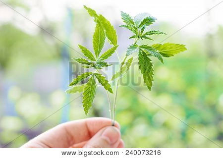 Marijuana, Cannabis Plants On Bright Blue Background With Free Space For Your Text Or Design