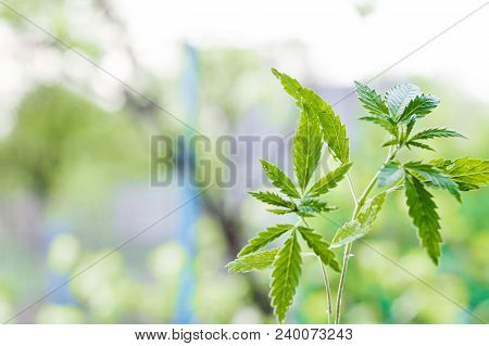 Marijuana, Cannabis Plants On Bright Blue Background With Free Space For Your Text Or Design