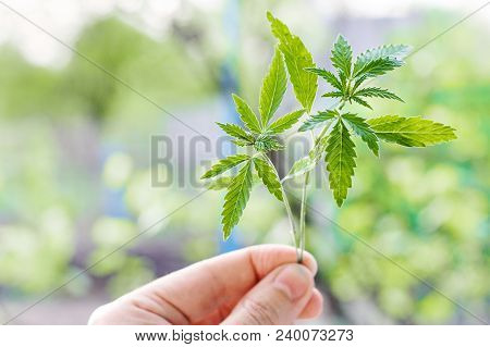 Marijuana, Cannabis Plants On Bright Blue Background With Free Space For Your Text Or Design