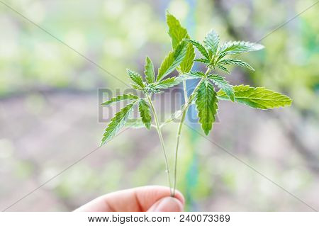 Marijuana, Cannabis Plants On Bright Blue Background With Free Space For Your Text Or Design