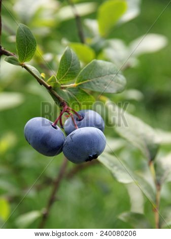 Bog whortleberry (Vaccinium uliginosum) cluster.