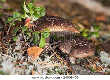 Sarcodon Imbricatus